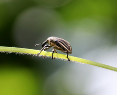 Sternuchopsis waltoni