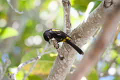 Icterus melanopsis