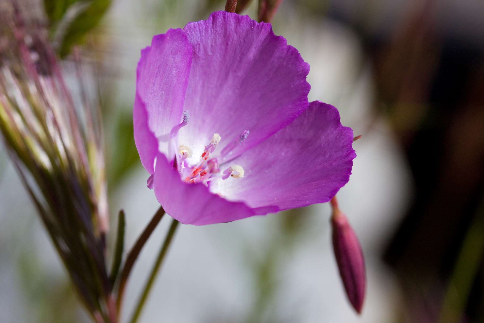 Clarkia rostrata