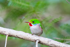 Todus multicolor