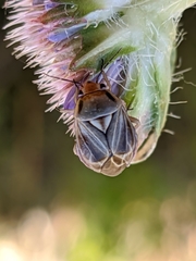 Strongylocoris obscurus