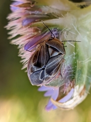 Strongylocoris obscurus