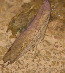 Eryphanis