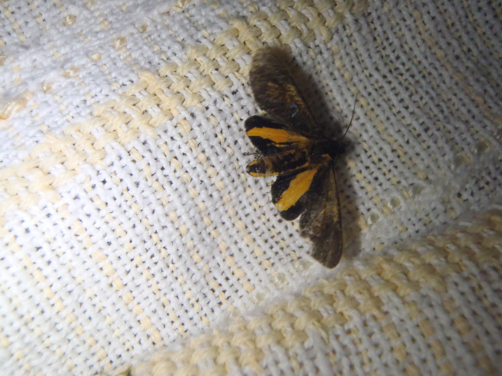 Virbia zonata