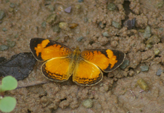 Tegosa anieta