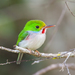 Cuban Tody - Photo (c) Wayne Fidler, some rights reserved (CC BY-NC), uploaded by Wayne Fidler