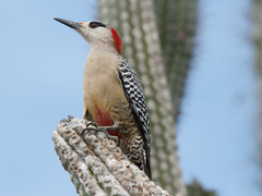 Melanerpes superciliaris