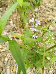 Carlowrightia parviflora