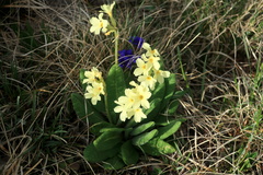 Primula ruprechtii