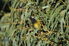 Nesoptilotis leucotis leucotis