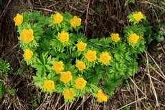 Trollius ranunculinus