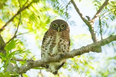 Glaucidium siju