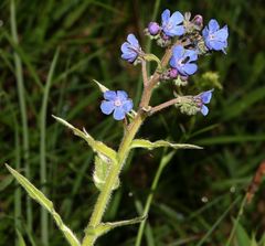 Cynoglottis barrelieri