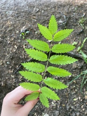 Sorbus aucuparia