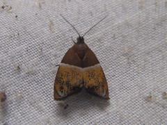 Hemerophila