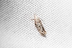 Mompha brevivittella