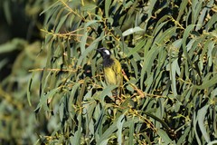 Nesoptilotis leucotis leucotis