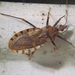 Chinche Vector de Chagas - Photo (c) Eva Hedström, algunos derechos reservados (CC BY-NC), subido por Eva Hedström