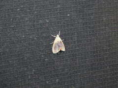 Glaphyria fulminalis