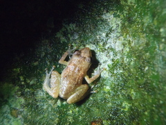 Diasporus