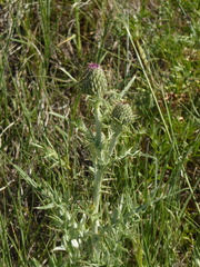 Cirsium flodmanii