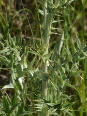 Cirsium flodmanii