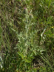 Cirsium flodmanii