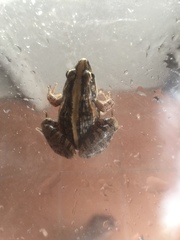 Ptychadena mossambica