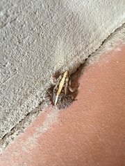 Ptychadena mossambica