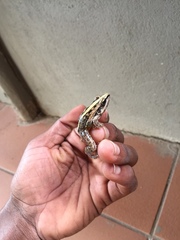 Ptychadena mossambica