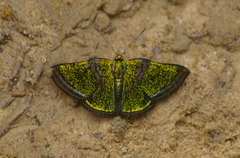 Caria mantinea