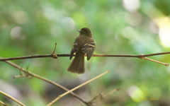 Lathrotriccus euleri