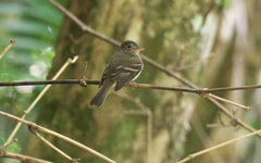 Lathrotriccus euleri