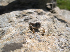 Gomphocerus sibiricus sibiricus