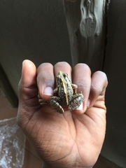 Ptychadena mossambica