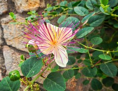 Capparis spinosa