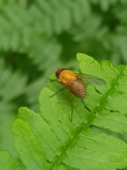Phaonia pallida