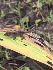 Anolis sagrei