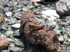 Gomphocerus sibiricus sibiricus