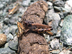 Gomphocerus sibiricus sibiricus