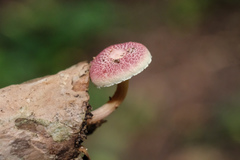 Gymnopilus purpuratus