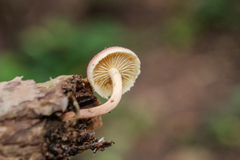 Gymnopilus purpuratus