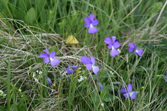 Viola culminis