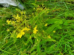 Lysimachia vulgaris