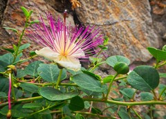 Capparis spinosa