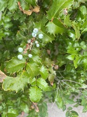 Berberis aquifolium