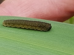 Rhadinoceraea micans