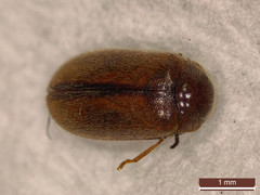 Contacyphon laevipennis