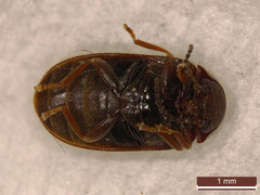 Contacyphon laevipennis