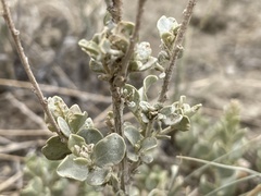 Atriplex obovata